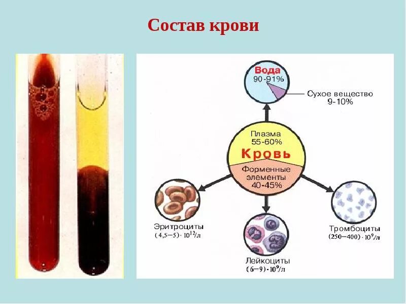 Состоит из плазмы и форменных элементов. Состав крови плазма и форменные элементы. строение элементов крови состав плазмы крови. состав плазмы крови человека рисунок. кровь состоит из плазмы и форменных элементов.