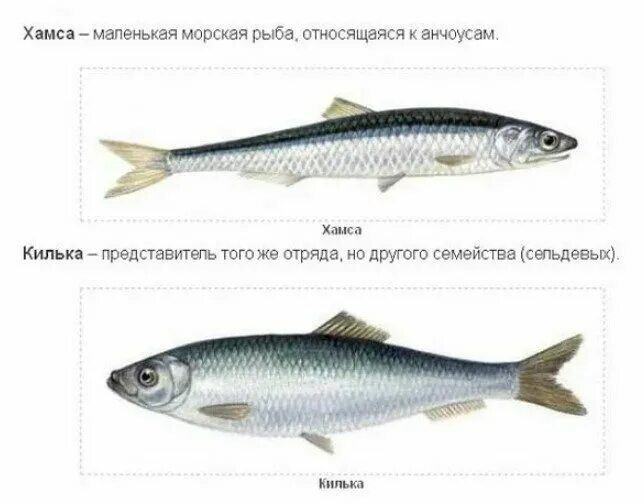 Чем отличается хамса от хамсы. Килька тюлька Хамса. Салака, килька, Хамса. Хамса тюлька рыба. Килька, тюлька, Хамса и салака..