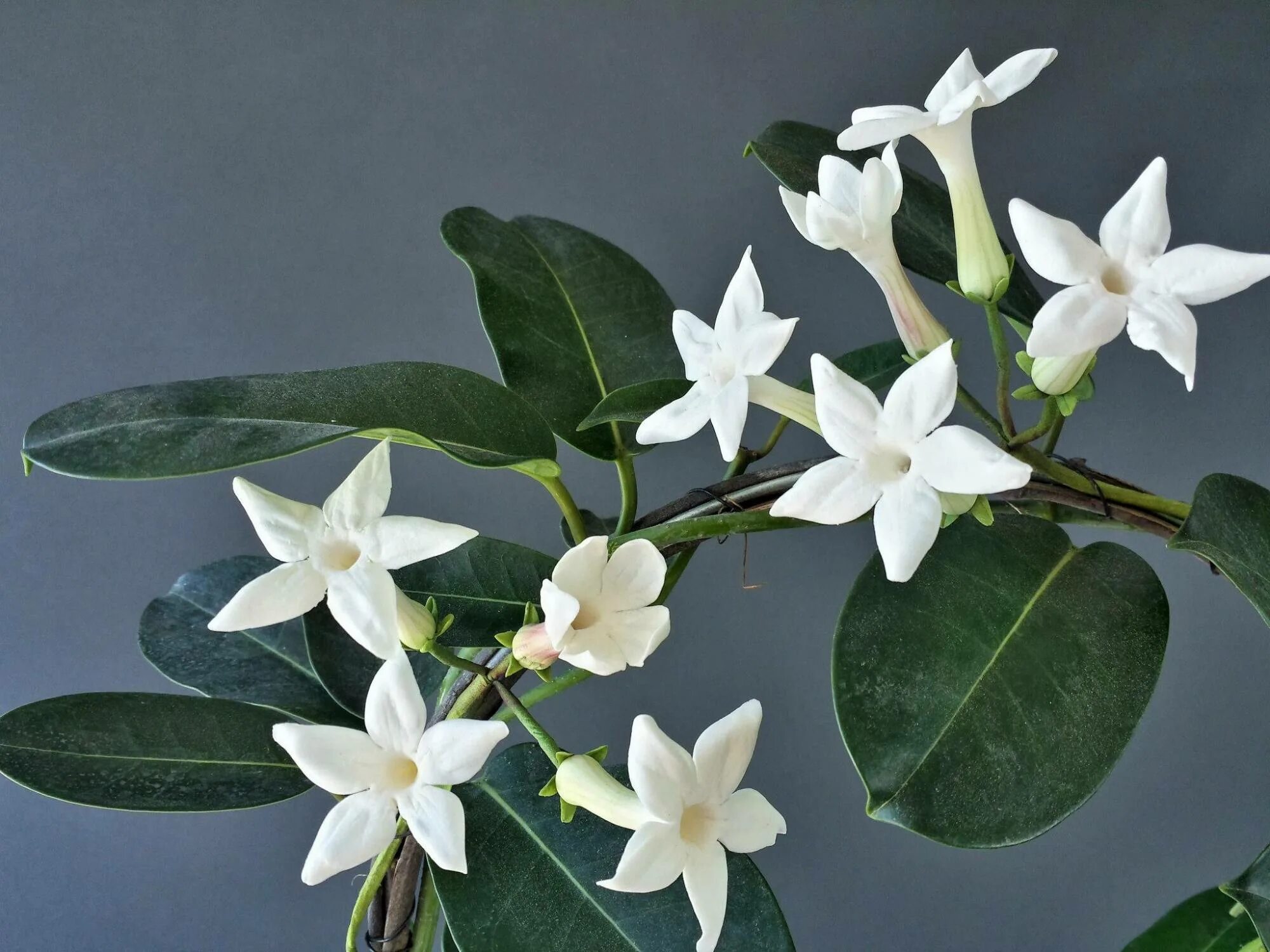 Стефанотис мадагаскарский. Стефанотис stephanotis