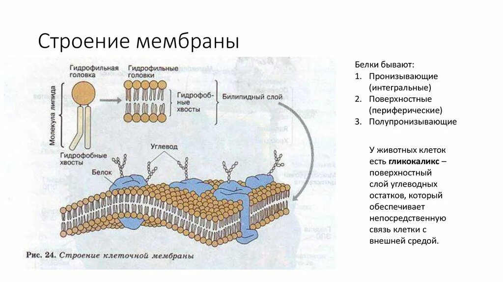 Какова роль клеточной оболочки. Клеточная мембрана структура и функции. Наружная и внутренняя мембрана строение и функции. Строение и свойства клеточных мембран.. Схема взаимосвязи компонентов мембраны клетки.