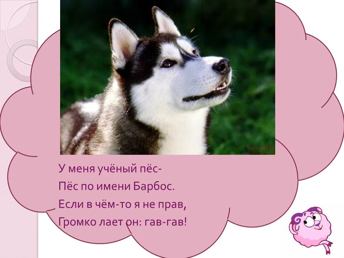 Стихи про собаку для детей. Четверостишье про собаку. Стих про собаку для детей. Маленькие стишки про собак. Четверостишие про сльак.