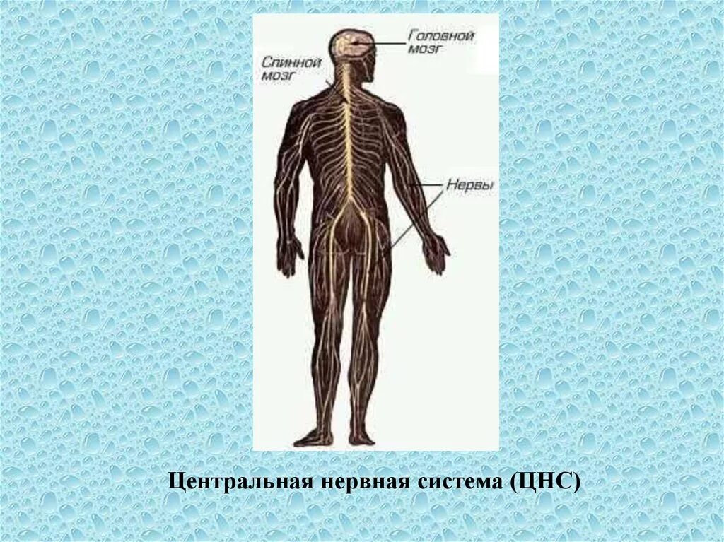 Нервная система человека. Нервная система человека состоит из. Система органов человека нервная система. Центральная нервная система человека. Органы входящие в центральную нервную систему