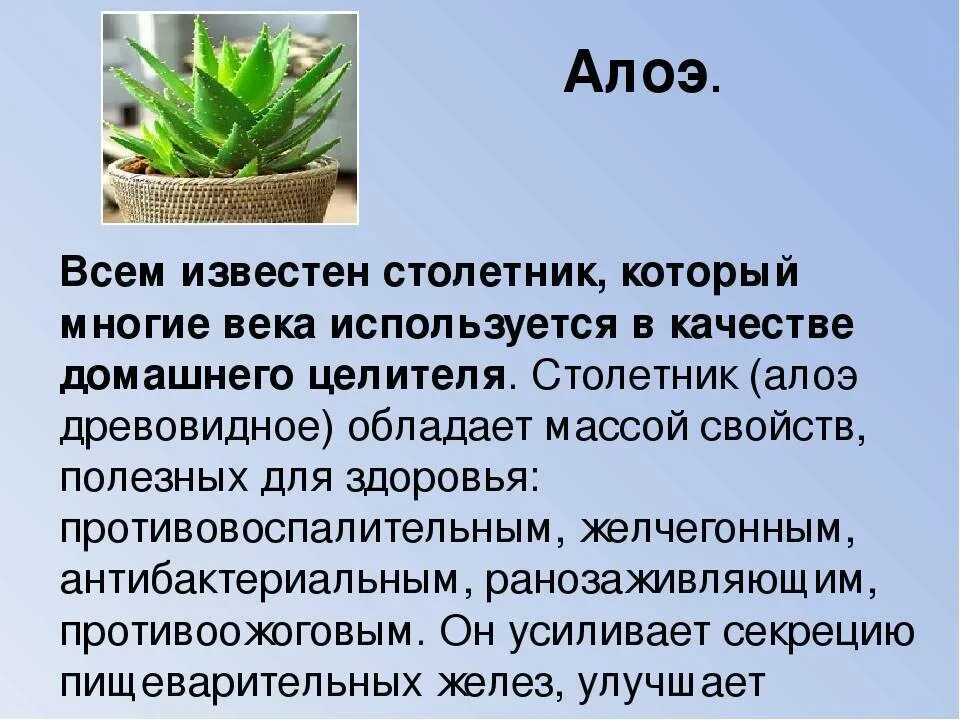 Растение столетник алоэ лечебные свойства. Алоэ характеристика растения. Алоэ отзывы врачей