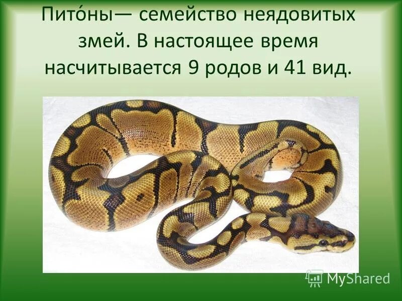 Питон де неж. Змея ночью. Пайтон лекции. Питон программирование минусы. Питон презентация.