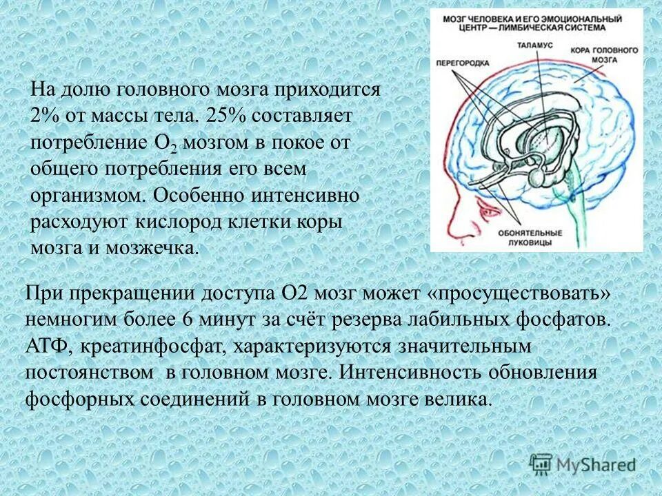 Кислород через мозг. Кислород в головном мозге. Биохимические процессы в мозге. Биохимия головного мозга. Процессы протекающие в клетках мозга.