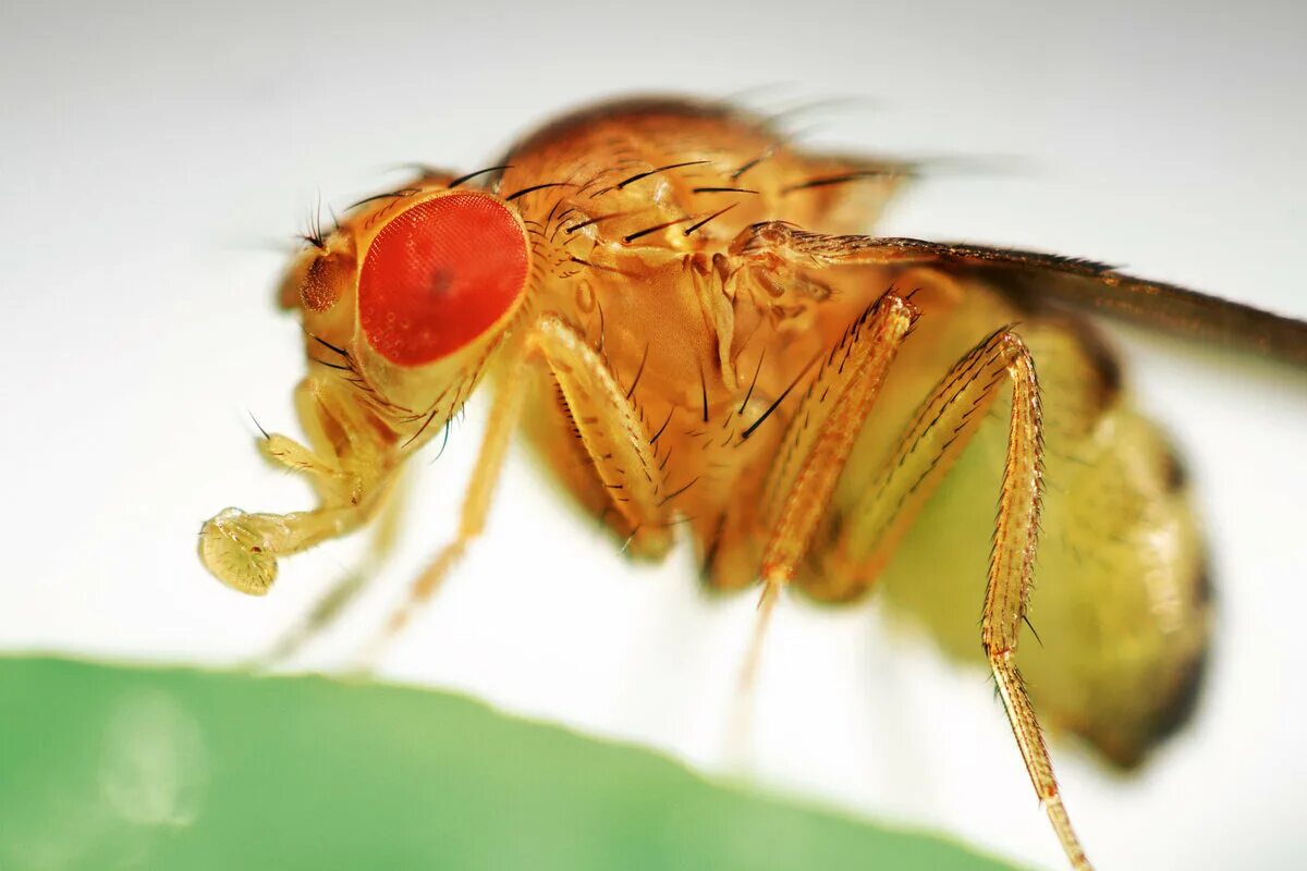 Муха дрозофила. Дрозофила Меланогастер. Плодовая мушка Drosophila melanogaster. Плодовая Муха дрозефила. Фруктовые мошки