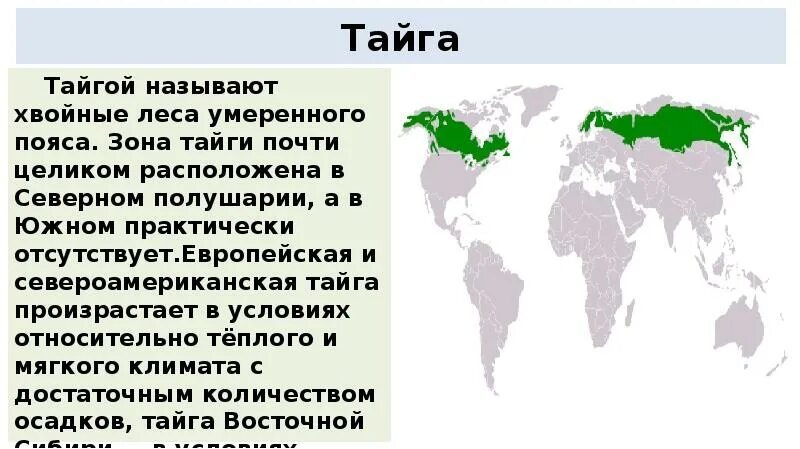 Хвойные леса географическое положение. Тайга хвойные леса географическое положение. Леса умеренного пояса Северного полушария. Леса умеренного пояса на карте. Климат зон хвойных лесов