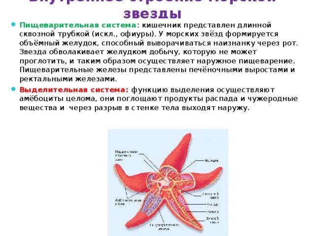 Тип иглокожие пищеварительная система. Органы пищеварительной системы у морских звезд. Строение морской звезды пищеварительная система. Амбулакральная система иглокожих схема. Морские звезды системы