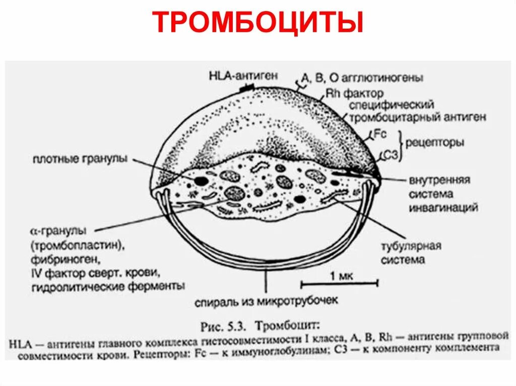 Содержимое гранул тромбоцитов. Схема строения тромбоцита. строение тромбоцита гистология. строение тромбоцитов человека. схема строения кровяной пластинки.