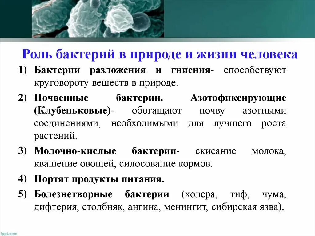 Значение болезнетворных бактерий. Роль бактерий в живой природе и жизни человека. Роль бактерий в природе. Роль бактерий в природе и жизни человека. Функции бактерий в природе.