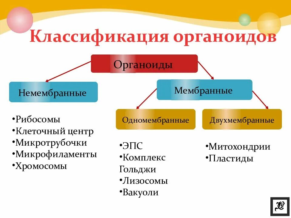 Митохондрия микротрубочка хлоропласт. Классификация органоидов одномембранные. Двумембранные органеллы классификация. Органоиды 1 мембранные немембранные. Одномемемьранные органеллы.