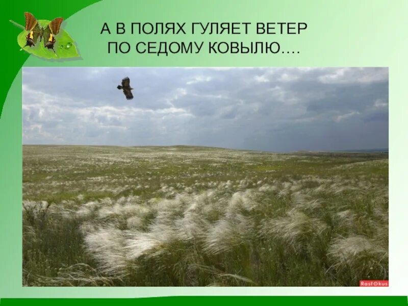 Ветер в поле. Поле ветер гуляет. Ковыль на ветру. Поле ковыля на ветру. Песня гуляй ветер