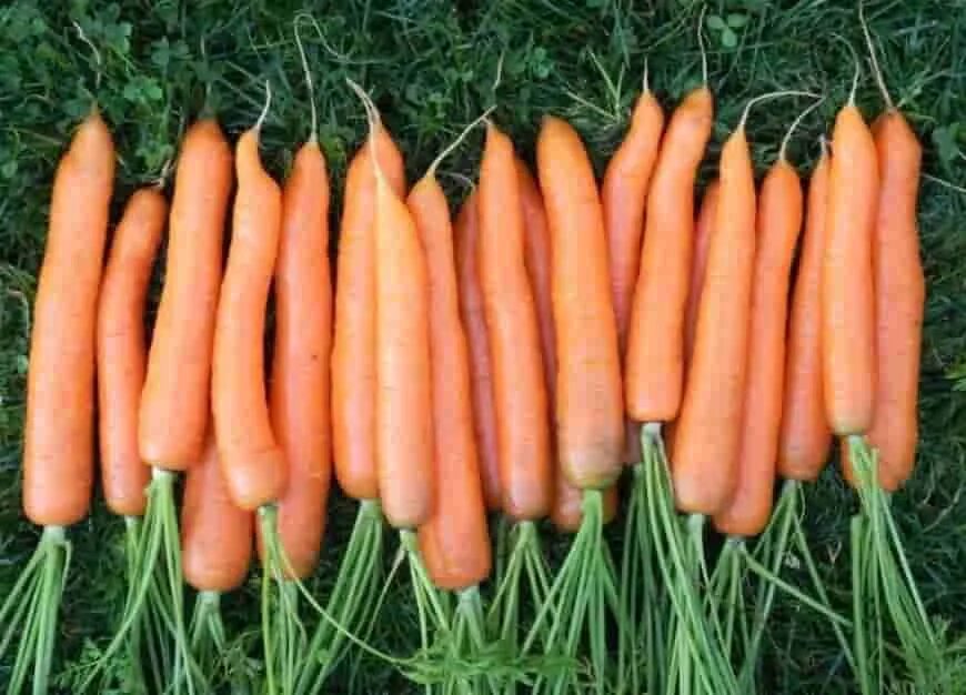 Лучшие сорта моркови для средней полосы. Морковь Каротель Нантская. Морковь Каротель сахарная (2г). Морковь Парижская Каротель. Морковь сорт Барон.