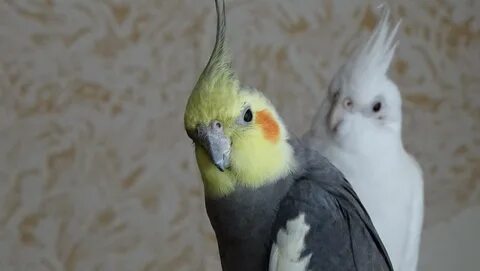 Самочка кореллы