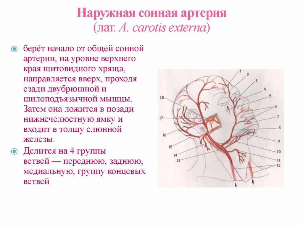 Наружная Сонная артерия кровоснабжает. Наружная Сонная артерия топография. Топографическая анатомия наружной сонной артерии. Наружная Сонная артерия анатомия ветви.