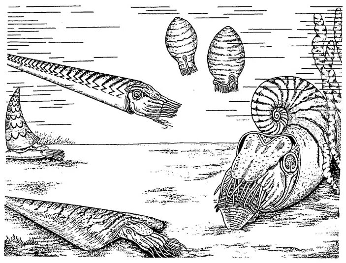 Палеозой сканворд. Наутилоидеи ордовика. Головоногие моллюски Ордовик. Наутилус древний моллюск. Наутилоидеи Силур.