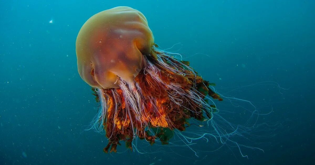 Номура. Медуза цианея. Медуза волосистая цианея. Арктическая медуза цианея. Медуза цианея гигантская.