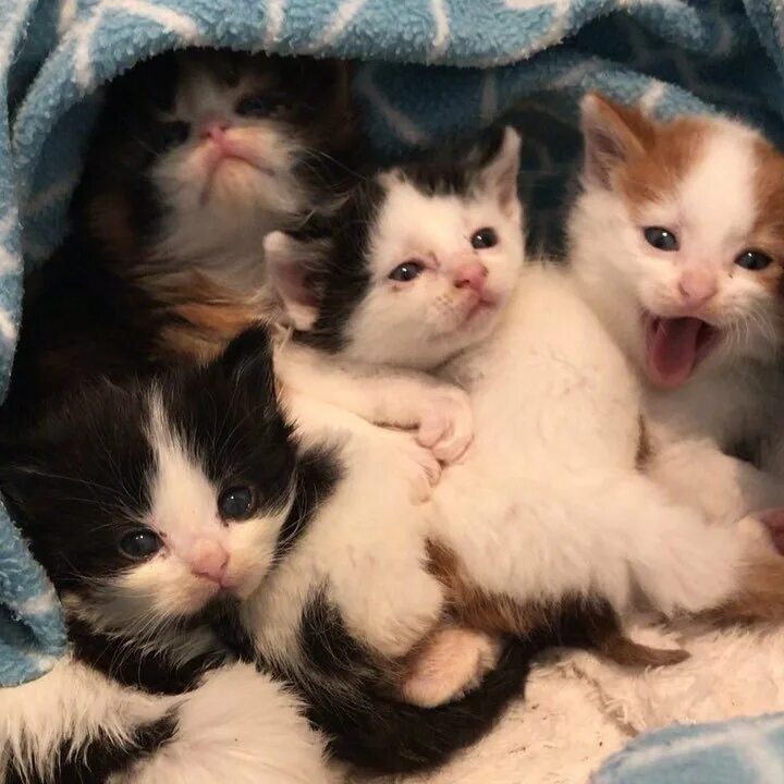 Котенок пищит. Пищание маленьких котят. Выводок котят