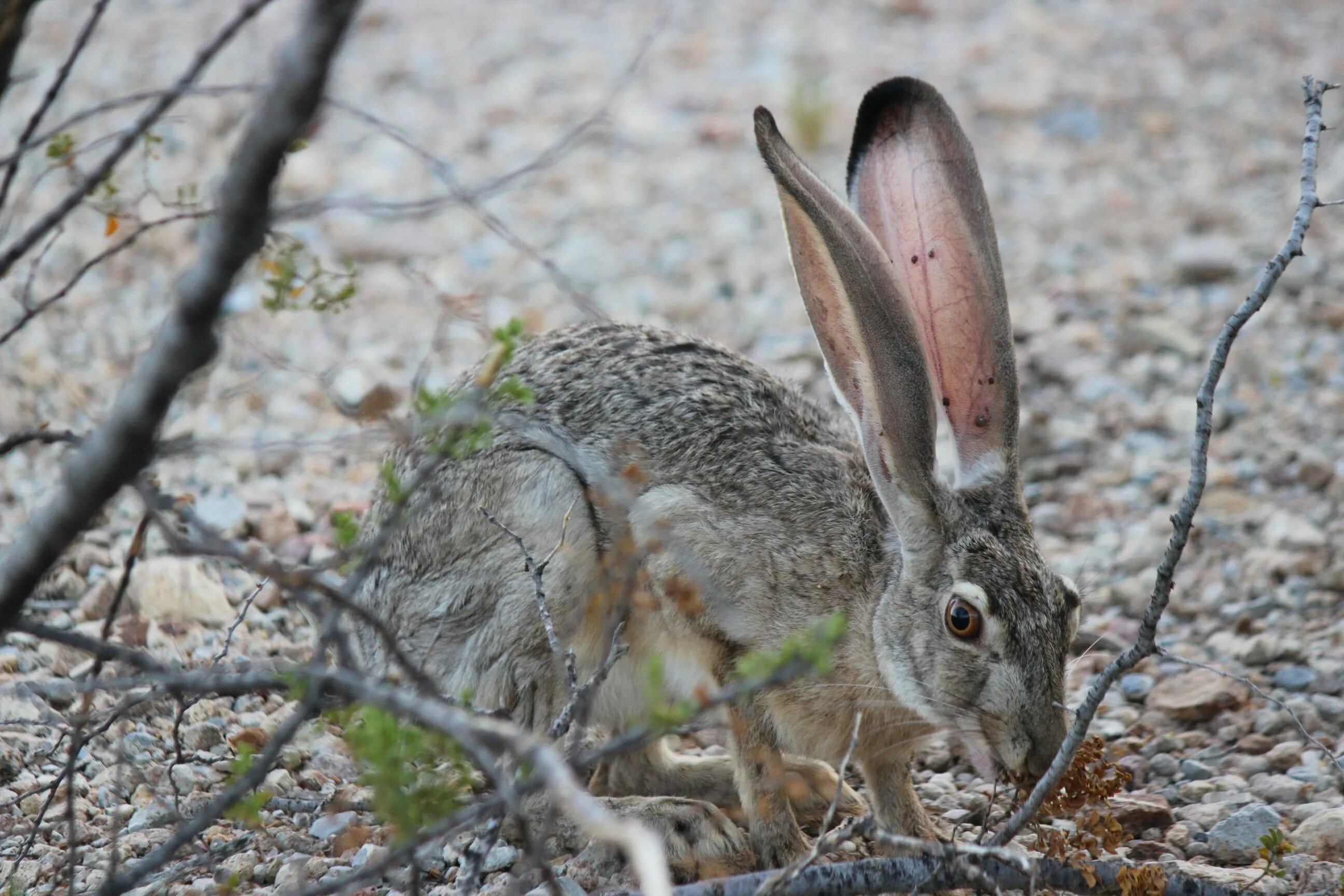 Почему уши у зайцев. Чернохвостый калифорнийский заяц. Заяц серый. Уши зайца. Заяц с длинными ушами.