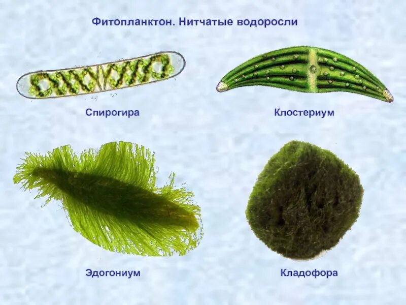 Фитопланктон водоросли. Кладофора нитчатая водоросль. Кладофора спирогира. Кладофора фитопланктон.
