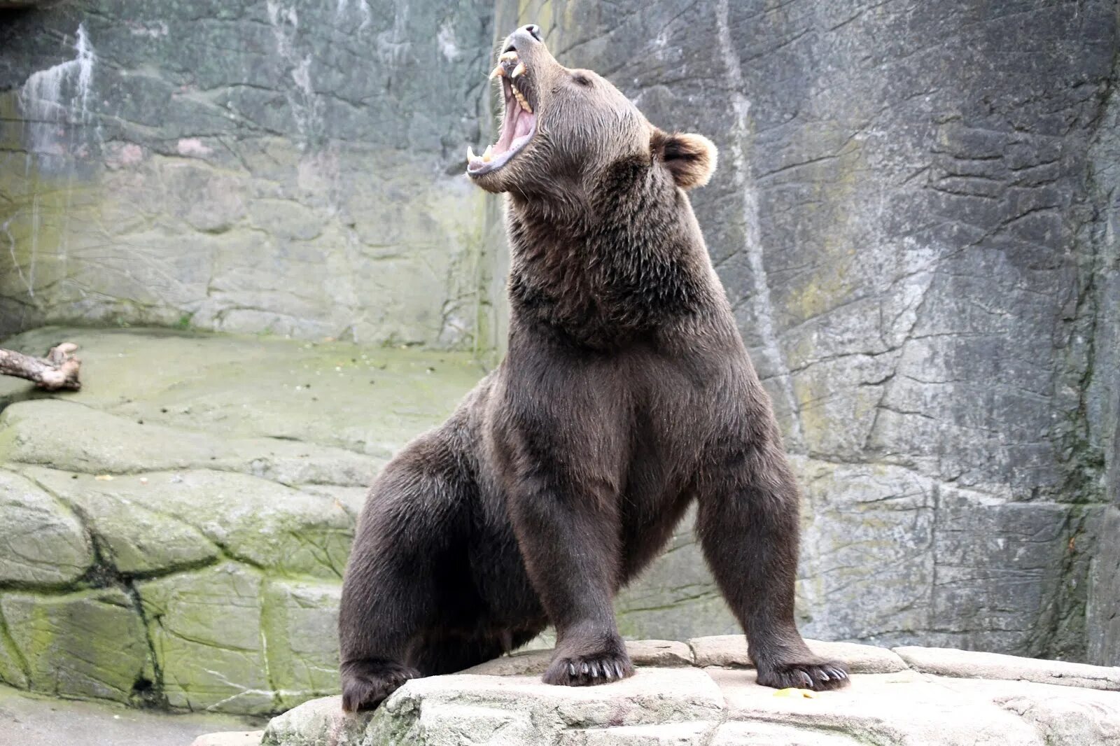 Грозный бурый медведь. Грозный медведь Гризли. Медведь Гризли на задних лапах. Медведь Гризли рычит сбоку.