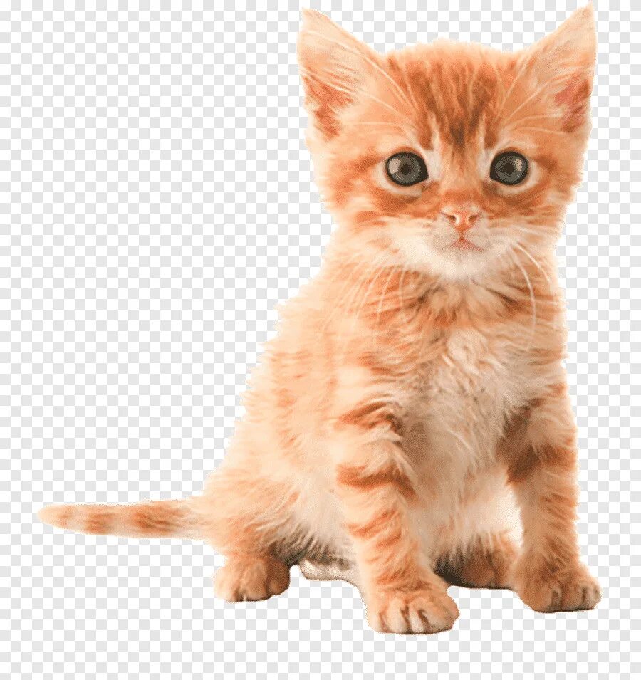 Прозрачная кошка. Рыжий котёнок. Котенок на белом фоне. Котенок на прозрачном фоне. Рыжий котенок на белом фоне.