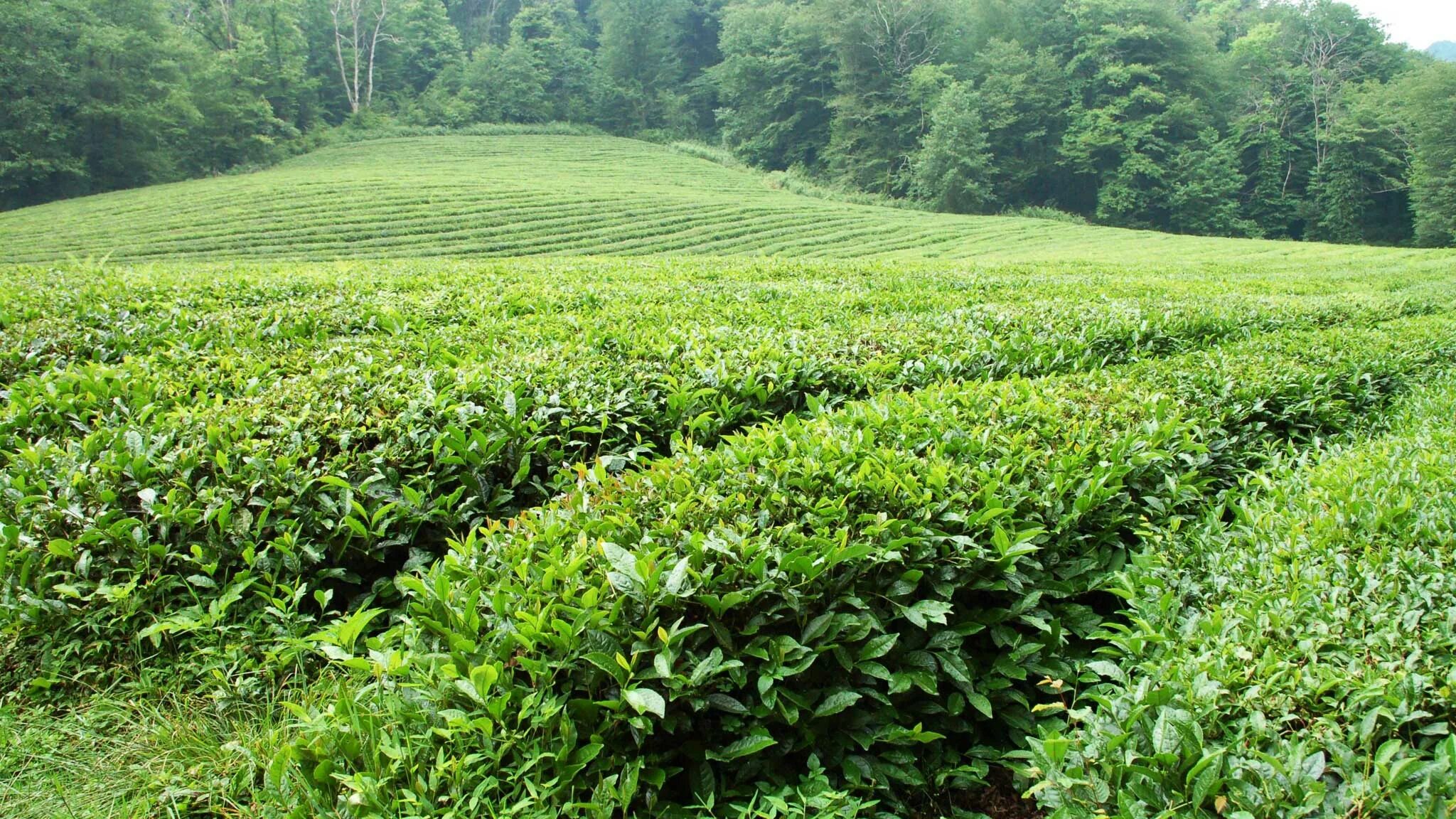 В россии растет чай. Чайные плантации Сочи Дагомыс. Дагомыс плантации чая. Чайные плантации Краснодарский чай. Чайные плантации Кобулети.