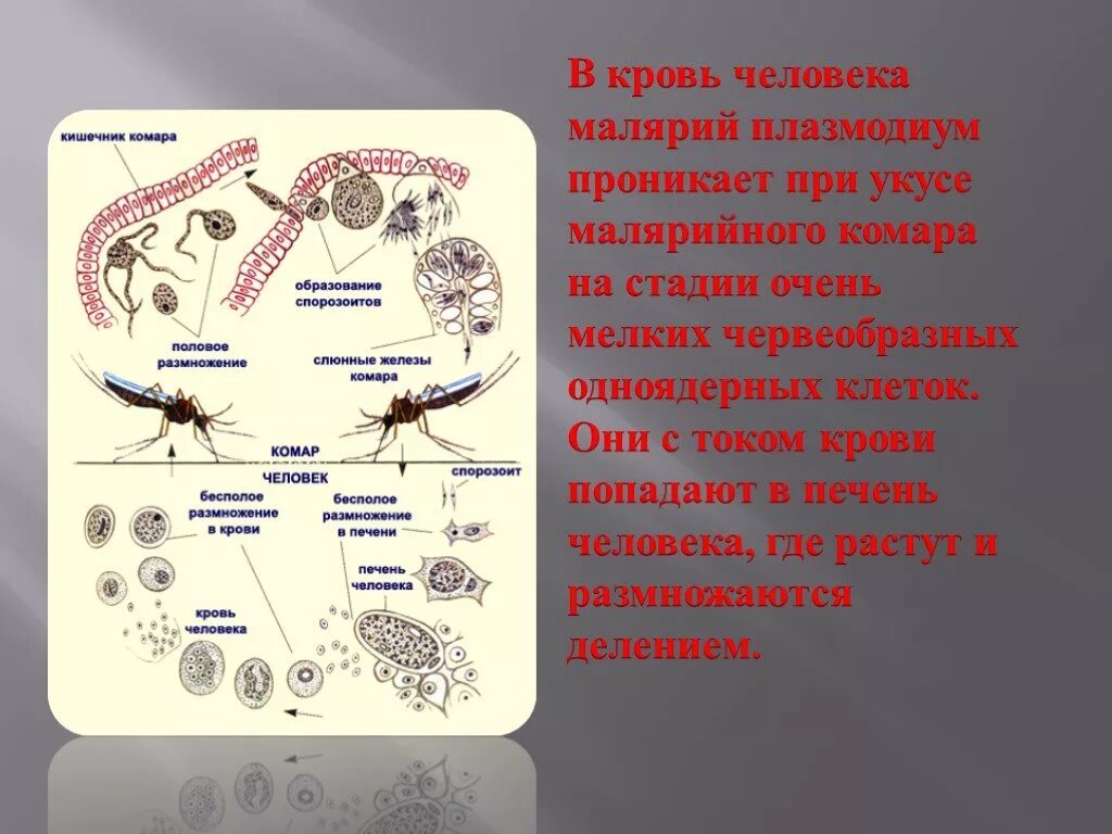 Можно ли считать человека окончательным хозяином малярийного