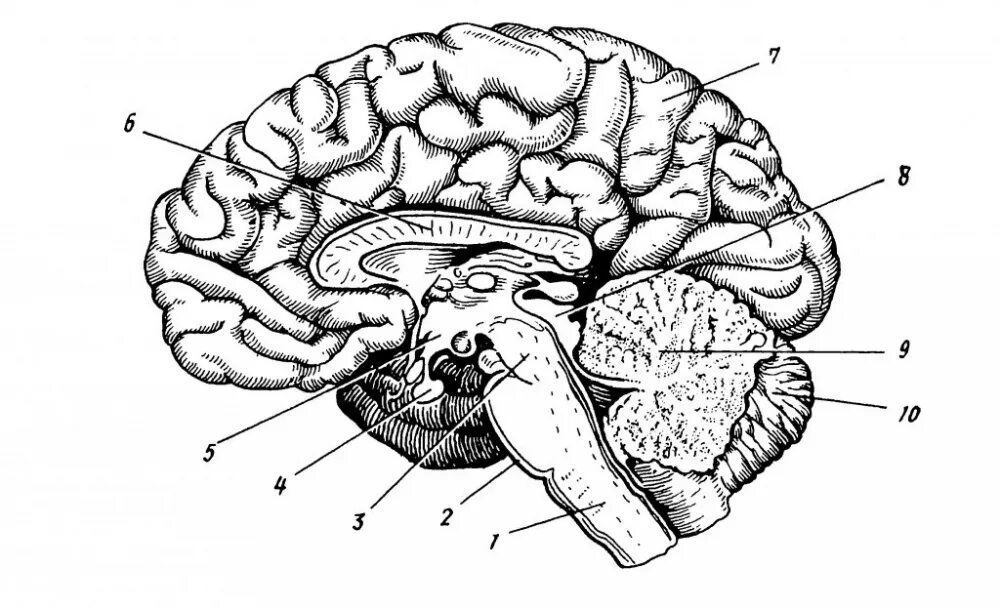 Нижних конечностей и головного мозга. Варолиев мост гипофиз. Промежуточный мозг Сагиттальный разрез. Сагиттальный разрез мозга анатомия. Анатомия головного мозга человека фронтальный разрез.