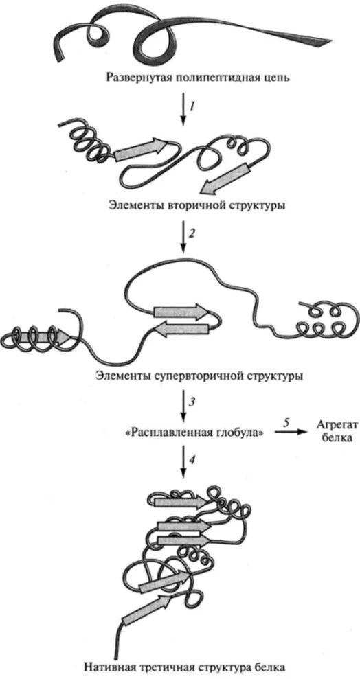 Как формируется структура белка. Как формируется структура белка