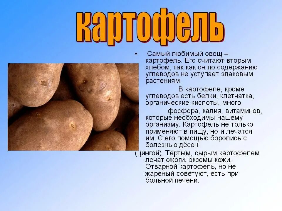 Почему картошке можно. Картошка. Картофель это овощ или нет. Сообщение о картошке. Картофель культурное растение.