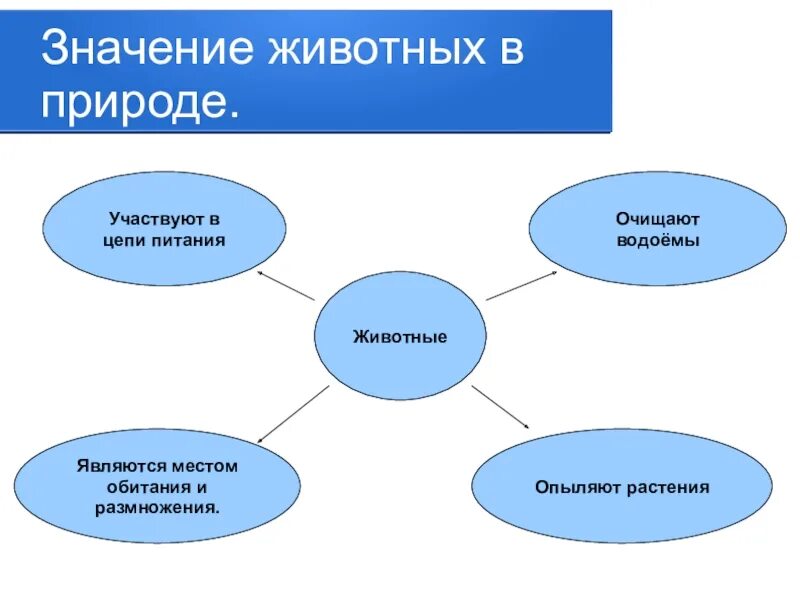 В чем состоит роль животных. Какова роль животных в природе. Роль животных в природе и жизни человека 5 класс. Роль животных в природе 7 класс. Роль животных в природе и жизни человека 6 класс.