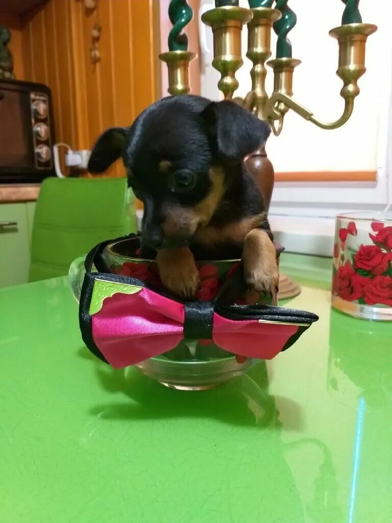 Ветклиника фадеева 20 апрелевка. Черепаха тортилла киров сауна. Тортилла апрелевка. Тортилла апрелевка. Апрелевский ветеринарный центр на лесной.