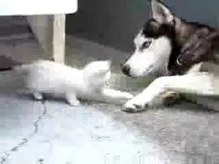 Фф хаски и белый кот