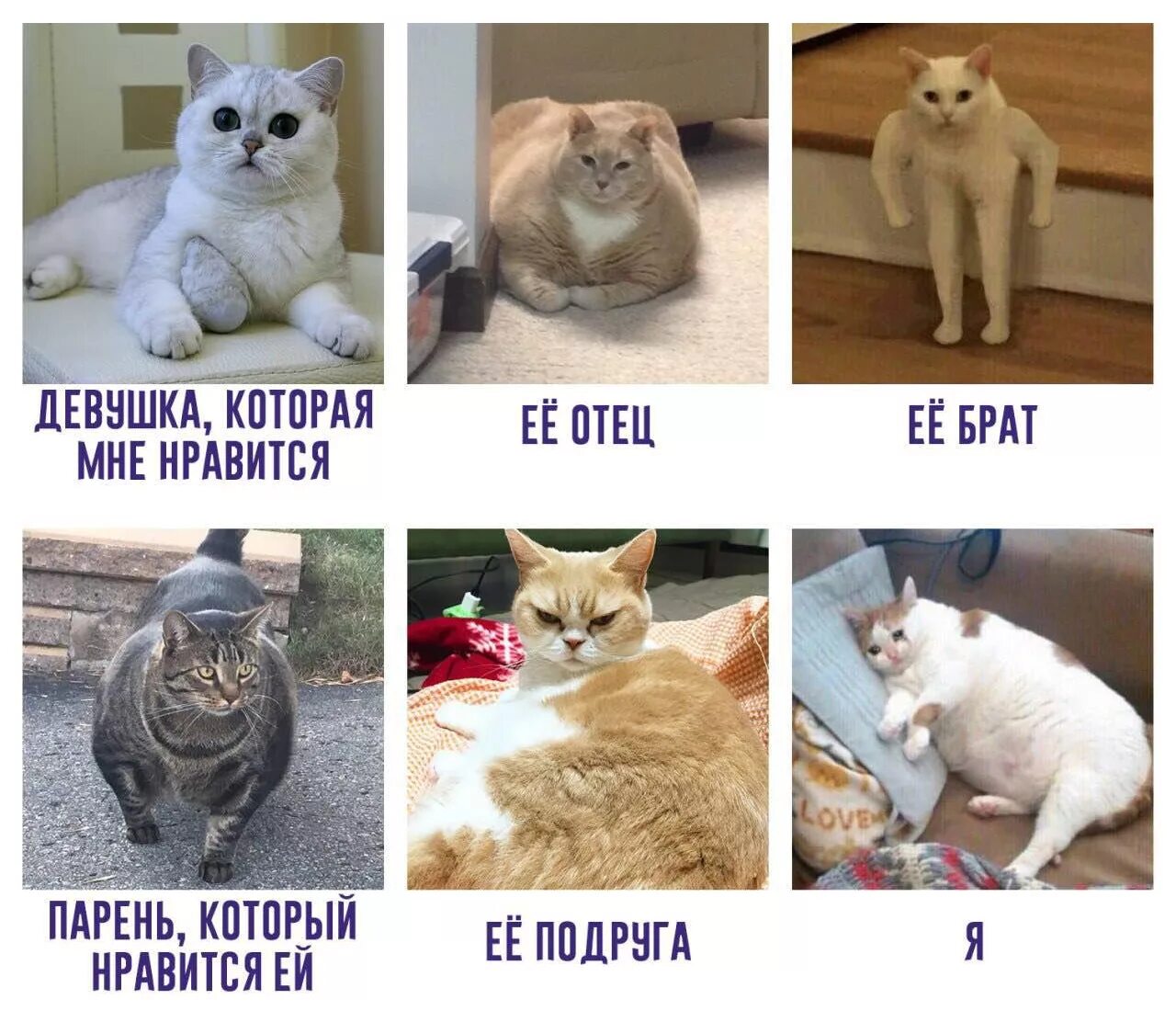 Больше нравится кот. Котик мем. мем её отец её брат я. мем ее брат ее отец ты.