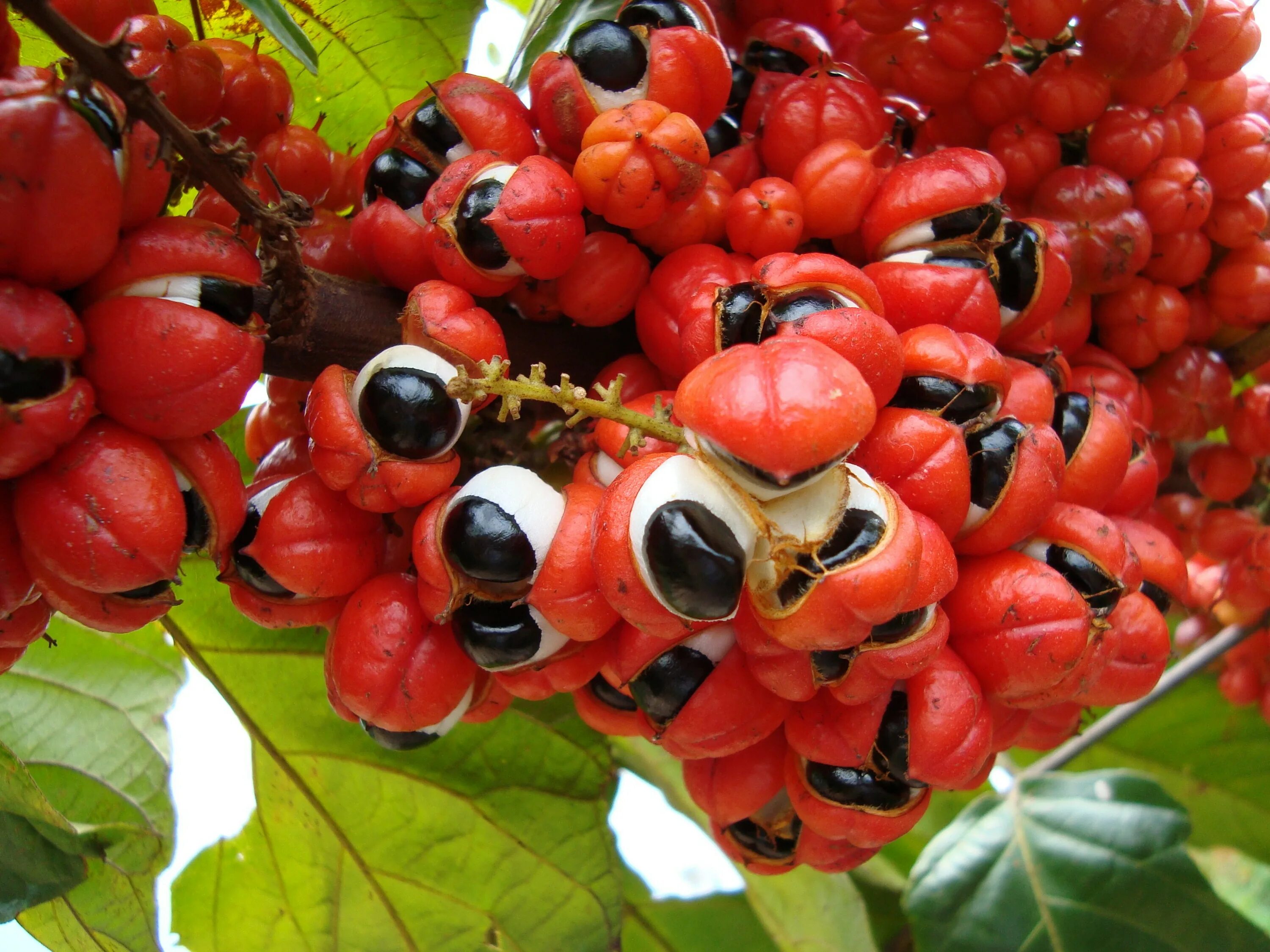 Женьшень и гуарана. Гуарана фрукт. Гуарана Guarana. Гуарана дерево. Гуарана польза