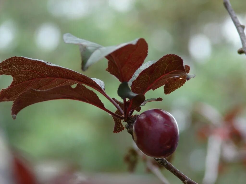 Слива нигра описание. Слива Писсарди. Prunus cerasifera. Prunus cerasifera листья. Слива Нигра.