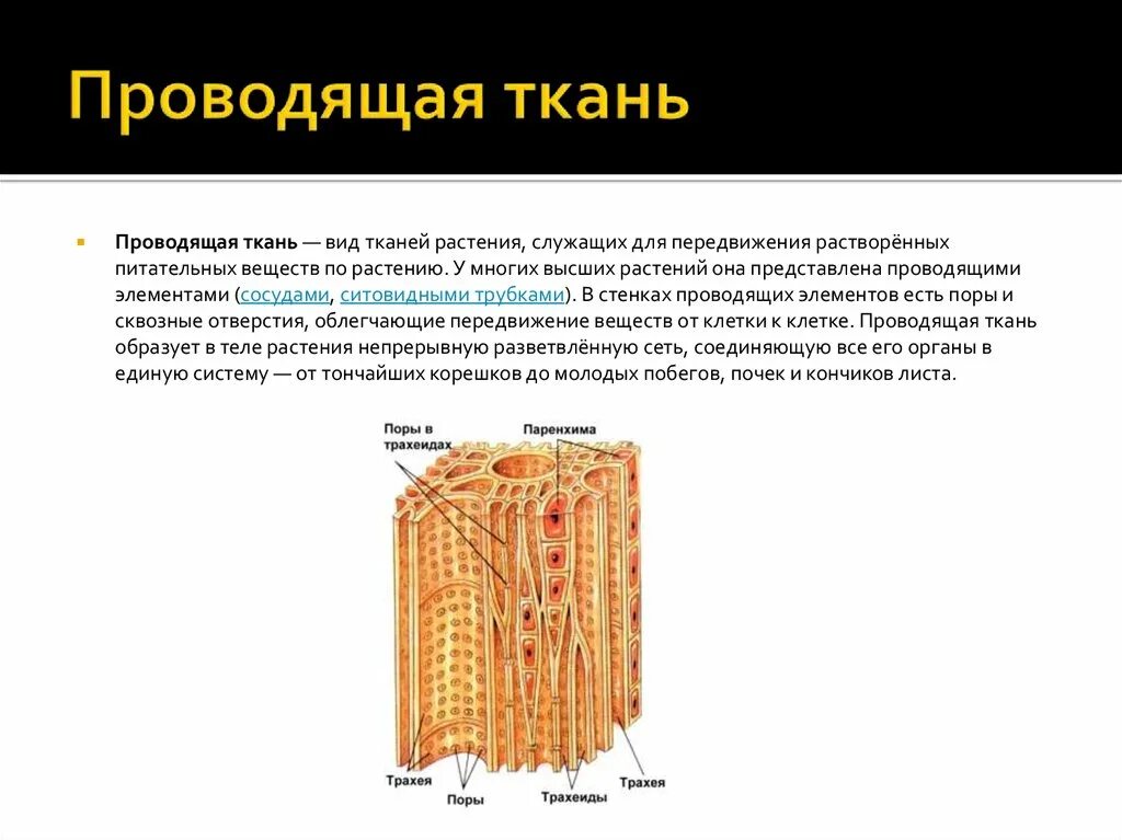 Проводящие строение и функции. Трахеиды проводящей ткани растений. Проводящая ткань растений проводящие элементы. Строение проводящей ткани растений. Проводящая ткань виды.