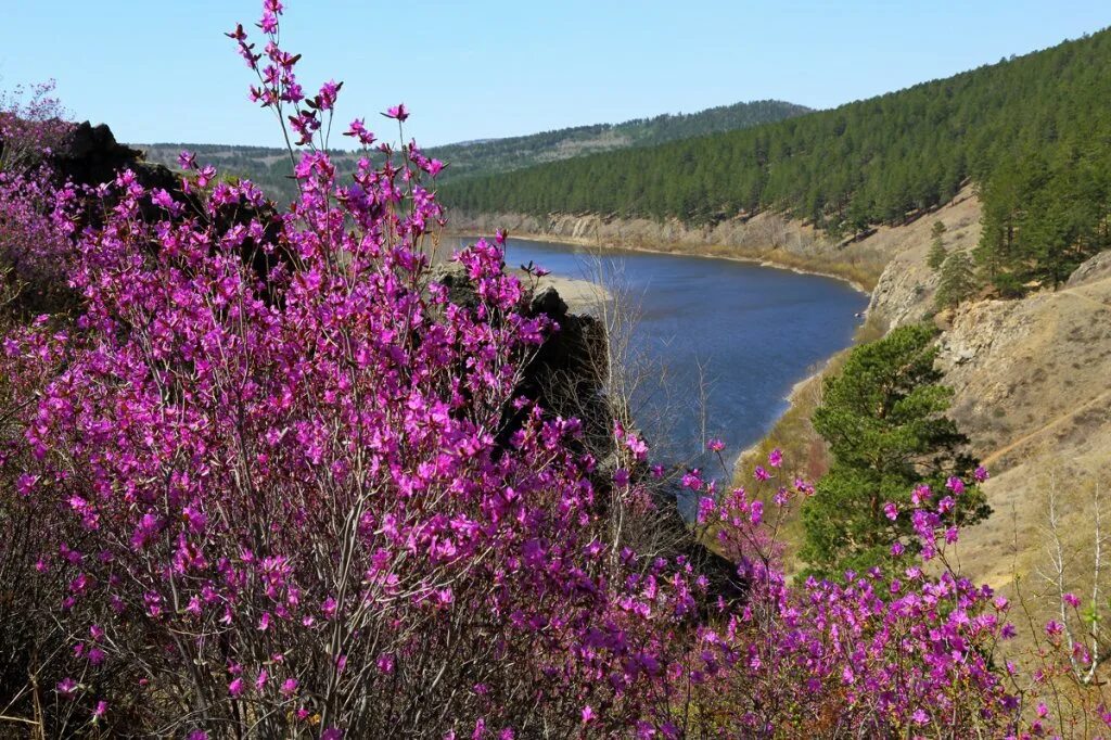 Алтай забайкальский край. Багульник Забайкальский край. Природа Забайкалья багульник. Багульник Шилка Забайкальский край. Река Шилка багульник Забайкальский край.