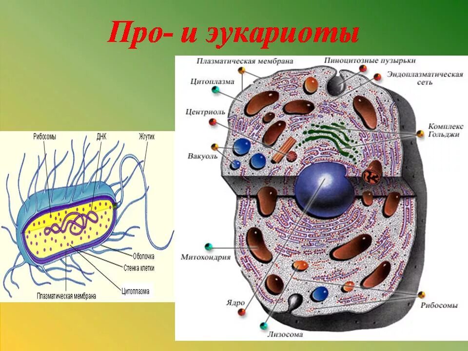 Эукариотическая клетка плазматическая мембрана. Плазматическая мембрана животной клетки рисунок. Клетка эукариот. Плазматическая мембрана эукариот. Строение клетки эукариот.