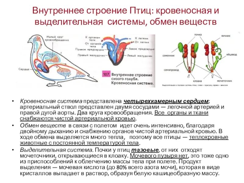 Органы птиц 7 класс. Пищеварительная выделительная и дыхательная система птиц. Выделительная система птиц 7 класс схема. Внутреннее строение птиц выделительная система. Нервная система система птиц.