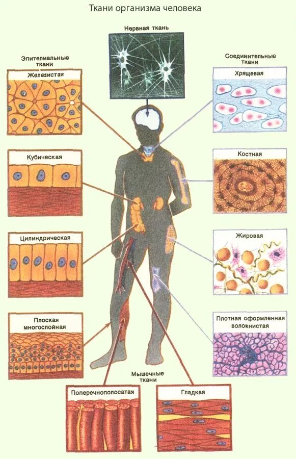 Таблица ткань строение рисунок. Типы тканей в человеческом организме. Ткани человека таблица с рисунками 8 класс биология и их функции. Ткани организма человека Тип клеток. Виды тканей человека рисунки.