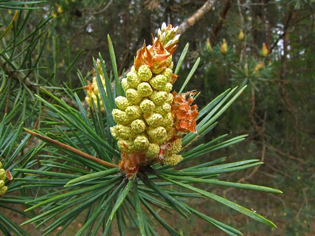 Сосновые порядок хвойные. Pinus Sylvestris. Сосна обыкновенная Pinus. Сосна румелийская. Pinus peuce шишки.