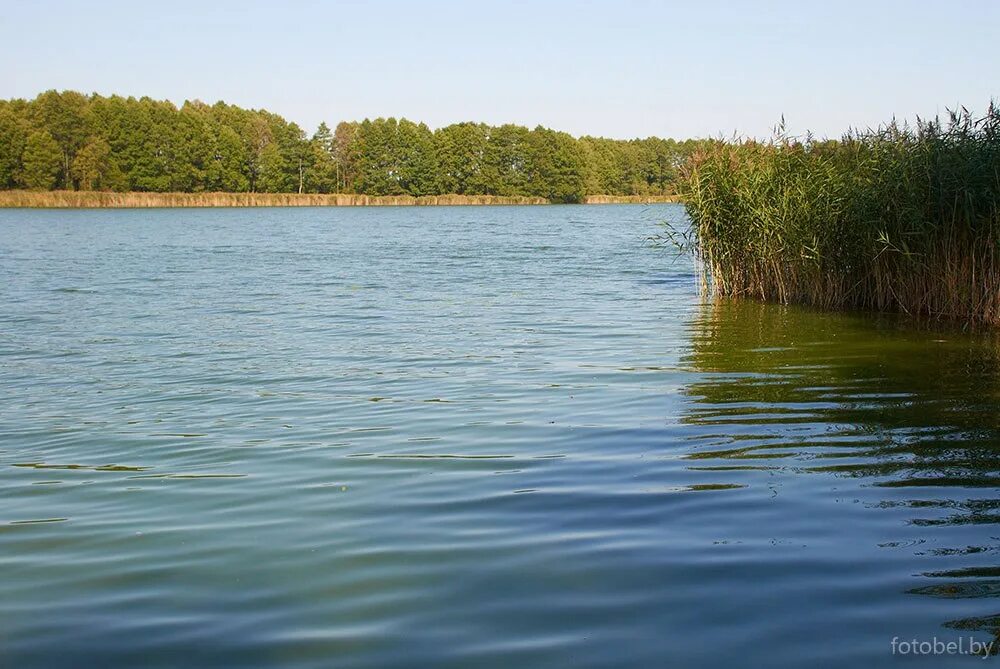 Озеро Рыбница. Озеро Веровское Гродненская область. Озера в Гродненской области. Агрогородок Озеры Гродненская область. Озеры беларусь