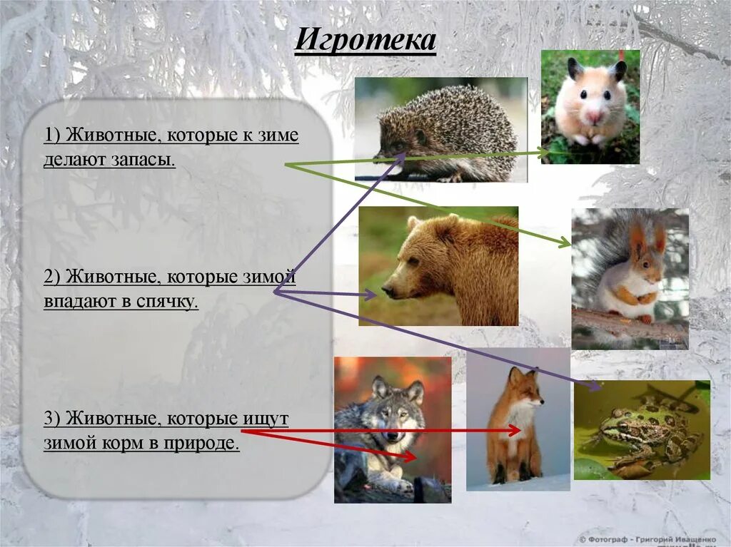 Животные которые делают запасы на зиму. Животные которые впадают в спячку зимой. Приспособление животных к зиме. Животные которые запасают корм на зиму. Зимняя спячка является явлением живой природы