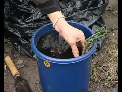Посадка роз под банку
