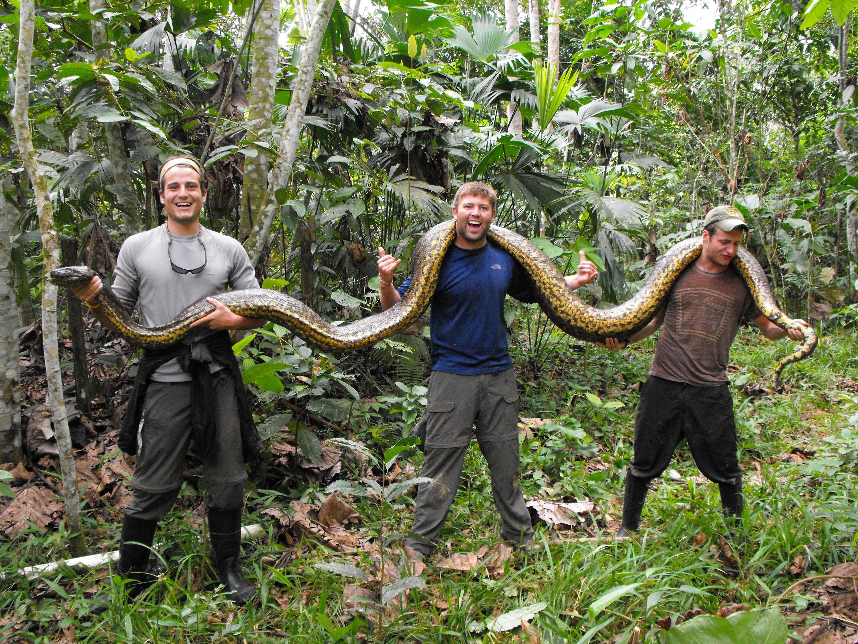 Самый большой змей в мире фото. Южная Америка Амазонка Анаконда. Анаконда в джунглях амазонки. Анаконда в джунглях.