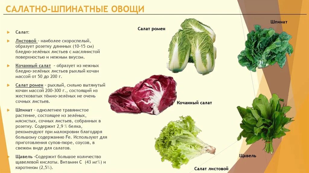 Капустные овощи таблица. Салатно Шпинатные овощи список. Болезни салатно шпинатных овощей. Виды салатов листовых. Листья салата виды.