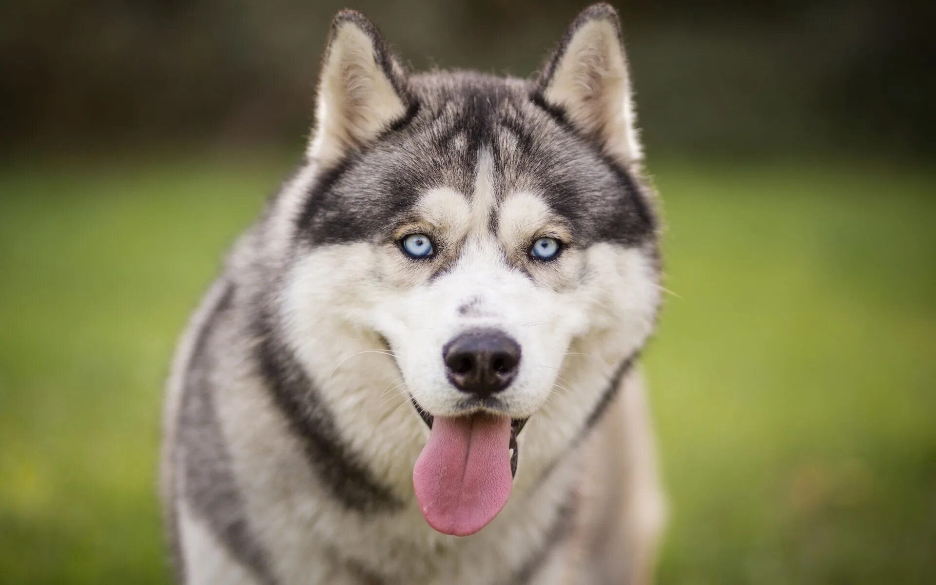 Сибирский хаски. Порода хаски. Сибирский хаски породы собак. Сибирский хаски, собака, голубые глаза.