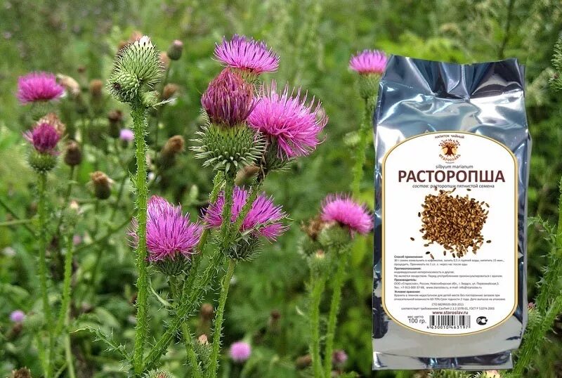 Расторопша от чего. Расторопша волжанка. расторопша мед. расторопша (марьин чертополох). расторопша пятнистая гф.